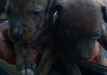 Brendal pit puppies