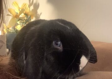 Brother & Sister Holland Lop Rehoming