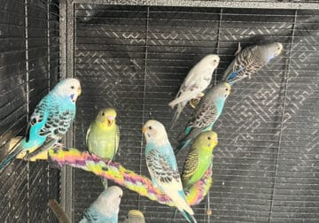 Cute Parakeets