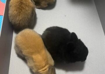 Baby lion head rabbits for sale