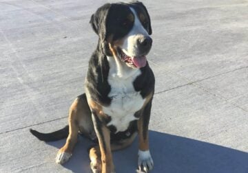 Sweet and loving Greater Swiss Mountain Dog