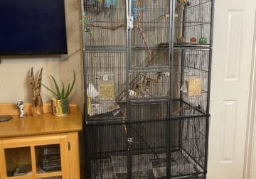 Parakeets and Cage