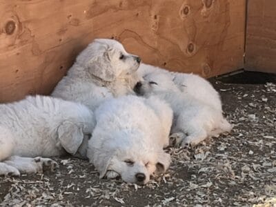 Great Pyrenees Puppies – Bakersfield CA