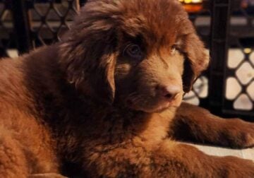 Purebred Newfoundland puppies for sale