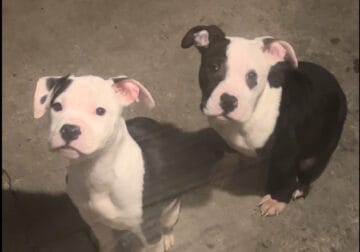American Bully Pups Available