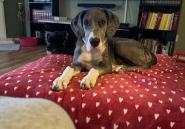 4 month old female Great Dane