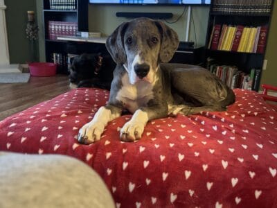 4 month old female Great Dane