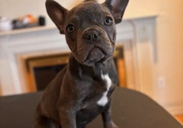 French Bulldog Puppy For Sale!