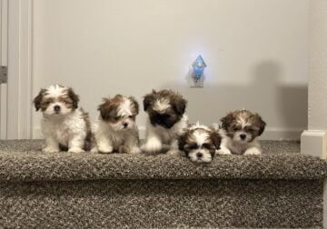 9 Week Shih Tzu Puppies