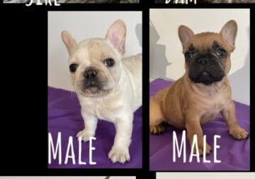 AKC health tested French Bulldogs