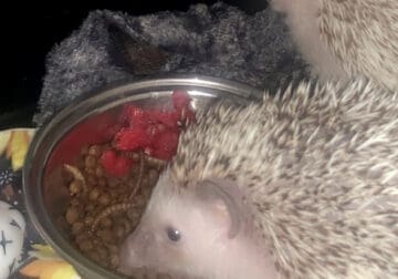 two bonded hedgehogs!