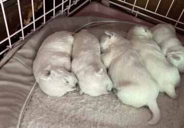 White West Highland puppies for sale