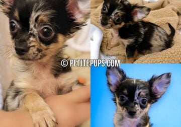 Long Haired Merle Chihuahua Puppy
