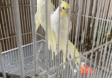 Pure Yellow Breeding pair of Cockatiel