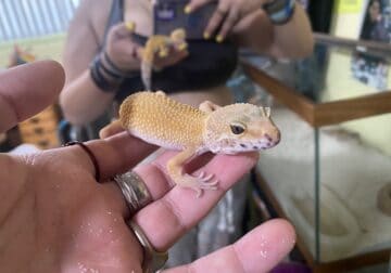 Leopard gecko adult female