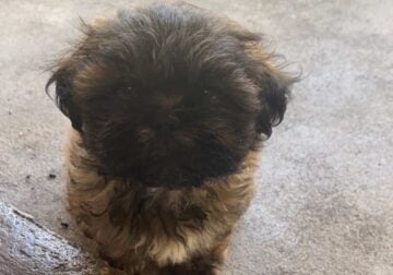 Shih tzu for sale and ready to go!