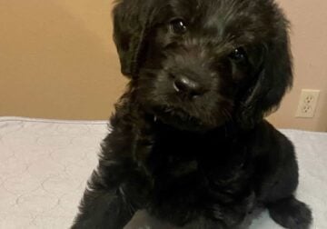 LABRADOODLE PUPPIES, ONE GIRL LEFT!