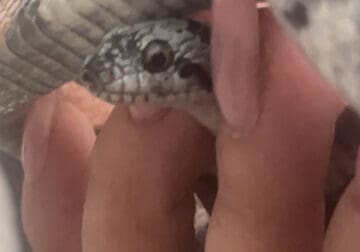 Cutest snake ever