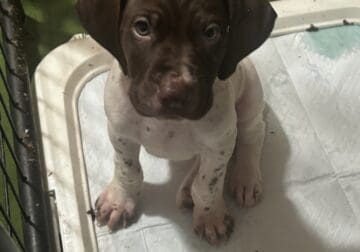 Brown and white German shorthair pointer