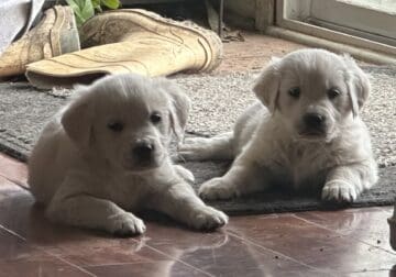 AKC Golden Retriever pups