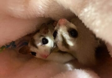 2 Female Platinum Sugar Gliders with cage included