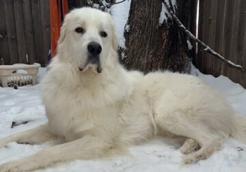 Great Pyrenees looking for forever home