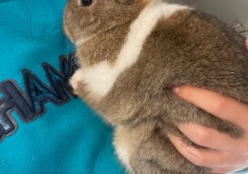Purebred bunny rabbits for sale