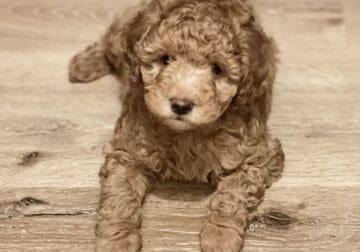 F2B Toy Goldendoodle