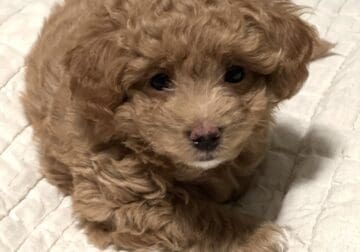 F2B Micro Goldendoodle Timmy