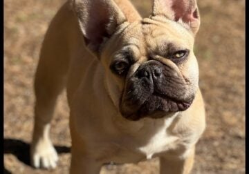 Adult Female French Bulldog For Sale Ventura