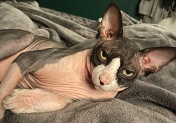 Rehoming Male Sphynx