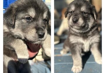 Labsky puppies looking for loving homes