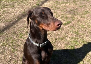 Rehoming 8 month old Doberman Puppy