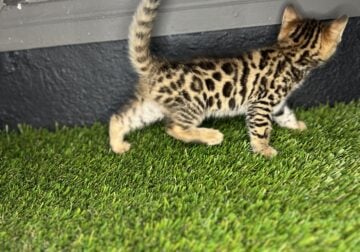 Bengal kitten – Bouncy Bengals