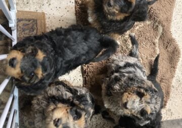 Springer Doodle pups ready for home!