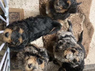 Springer Doodle pups ready for home!