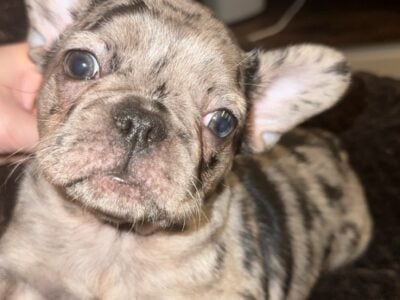 Female Merel French Bulldog Puppies