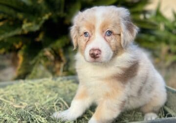 6Australian Sheppard puppies for sale – registered