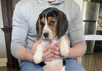 AKC Registered Beagle Puppy 11 weeks