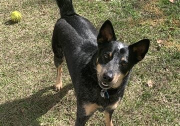 Sweet Blue Heeler Male looking for new home
