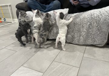 Daisy’s Frenchie puppies