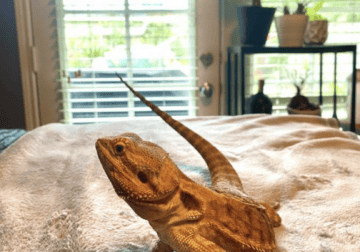Bearded Dragon Re-homing!