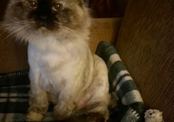 Senior Himalayan Ragdoll Cat Looking for New Home