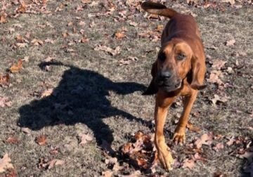Bloodhound or Redbone Mix 2 year intact stud