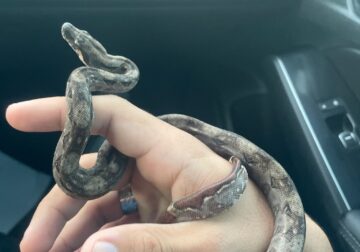 Nicaraguan Boa Snake