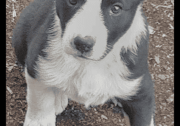 Puppies for sale-Heeler/ Border Collie