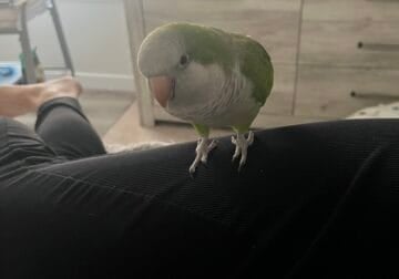 6 year old Quaker parrot