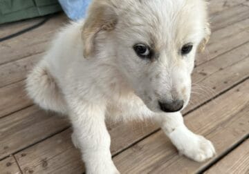 Rehoming Great Pyrenees mix puppies