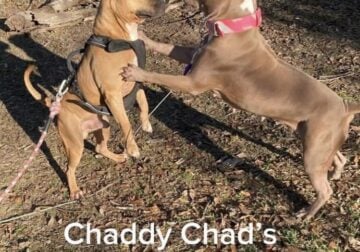 Chaddy Chad’s *New Family Creoles* Ali & Red