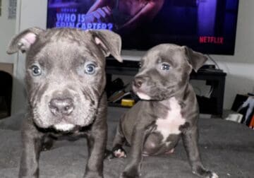 3 Pit Puppies looking for homes!